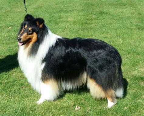 has a new favorite <strong>dog</strong> breed, according to the American Kennel Club. . Oregonian classifieds dogs